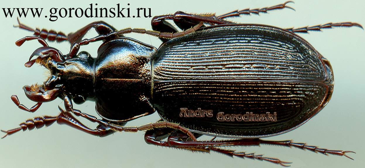 http://www.gorodinski.ru/carabus/Morphocarabus spasskianus putus.jpg